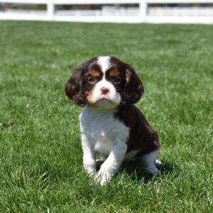 chocolate cavalier puppy for sale