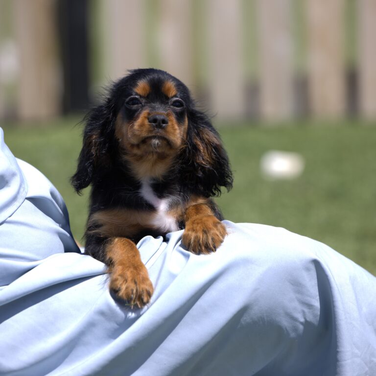 king charles cavalier puppies breeder