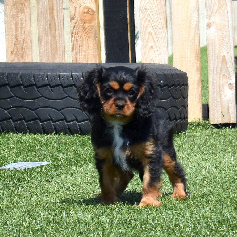 king charles cavalier puppies pa