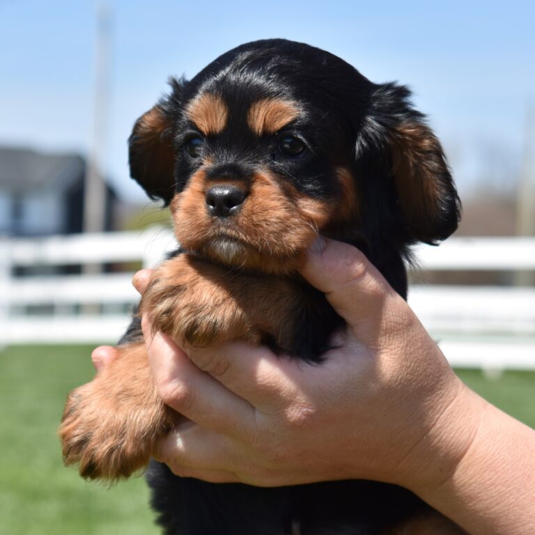 king charles cavalier puppies pa