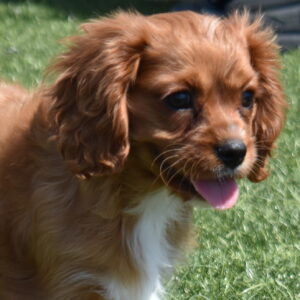 ruby cavalier breeder
