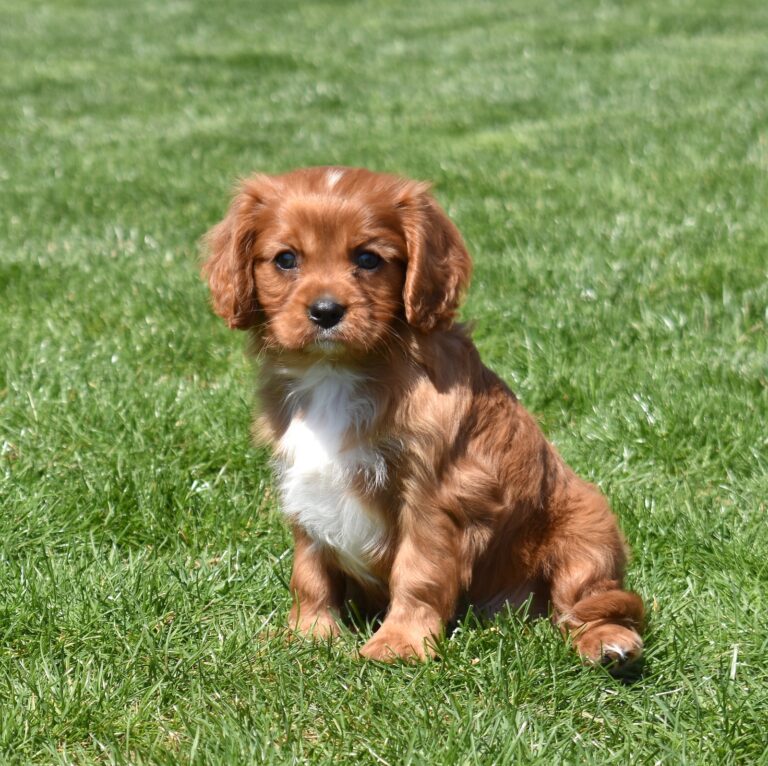 ruby cavalier breeders
