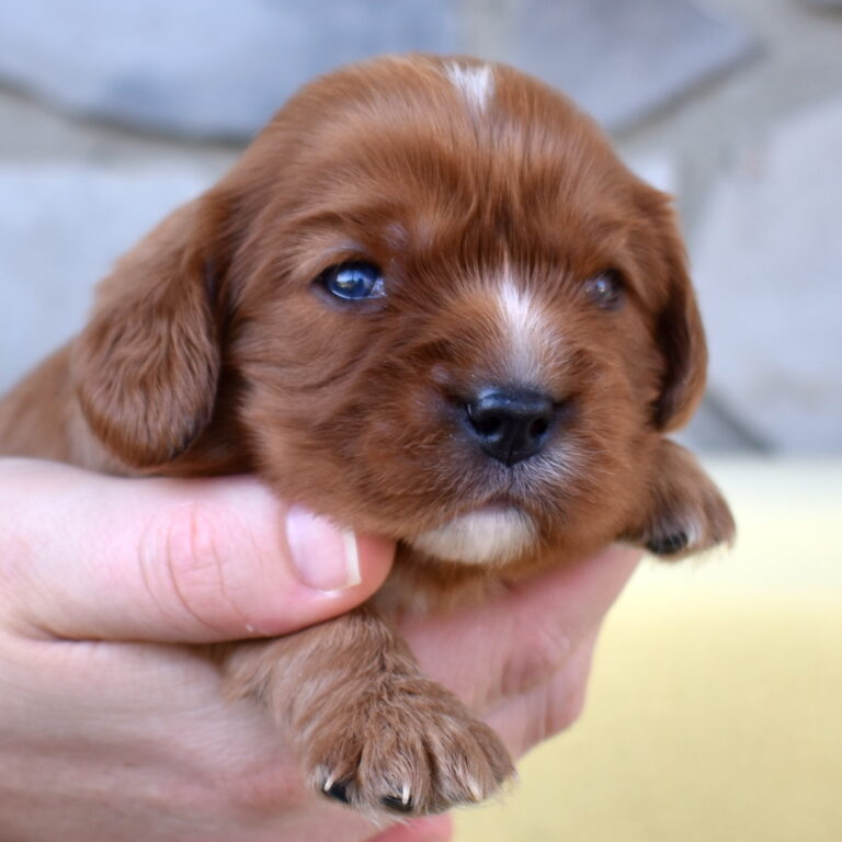 ruby cavalier for sale near me