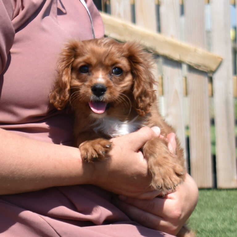 ruby cavalier puppies near me for sale