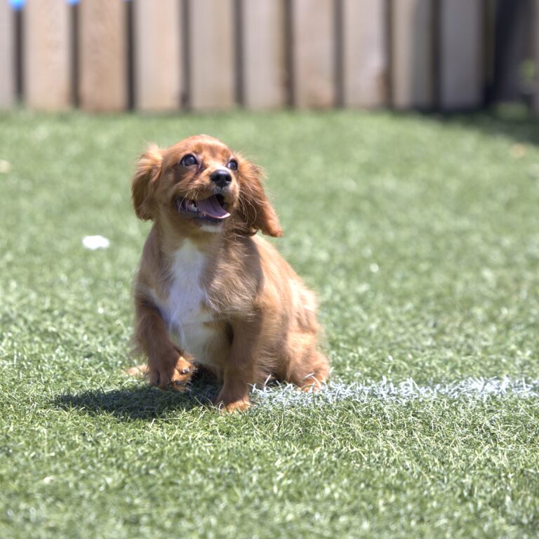 ruby cavalier puppy pa