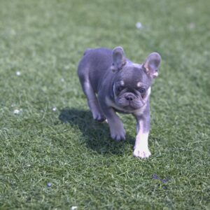 frenchie puppies