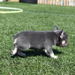 frenchie puppies