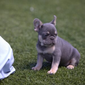 frenchie puppies breeder