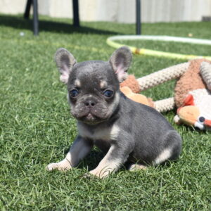 frenchie puppies for sale
