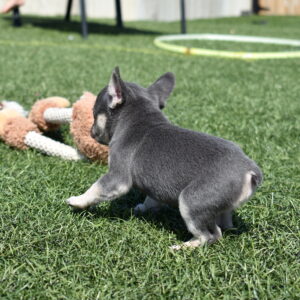 frenchie puppies for sale lancaster pa