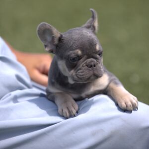 frenchie puppies for sale near me