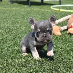 frenchie puppies for sale near me