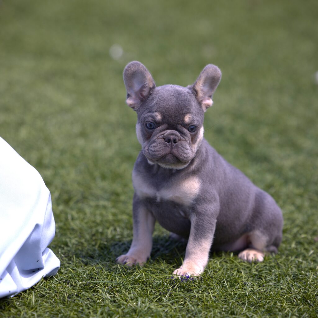 frenchie puppies for sale pa