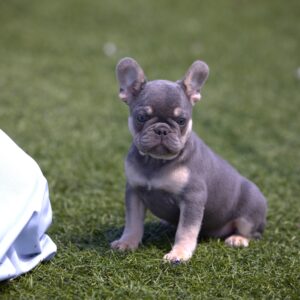 frenchie puppies for sale pa
