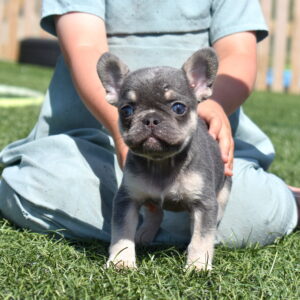 frenchie puppies for sale pa