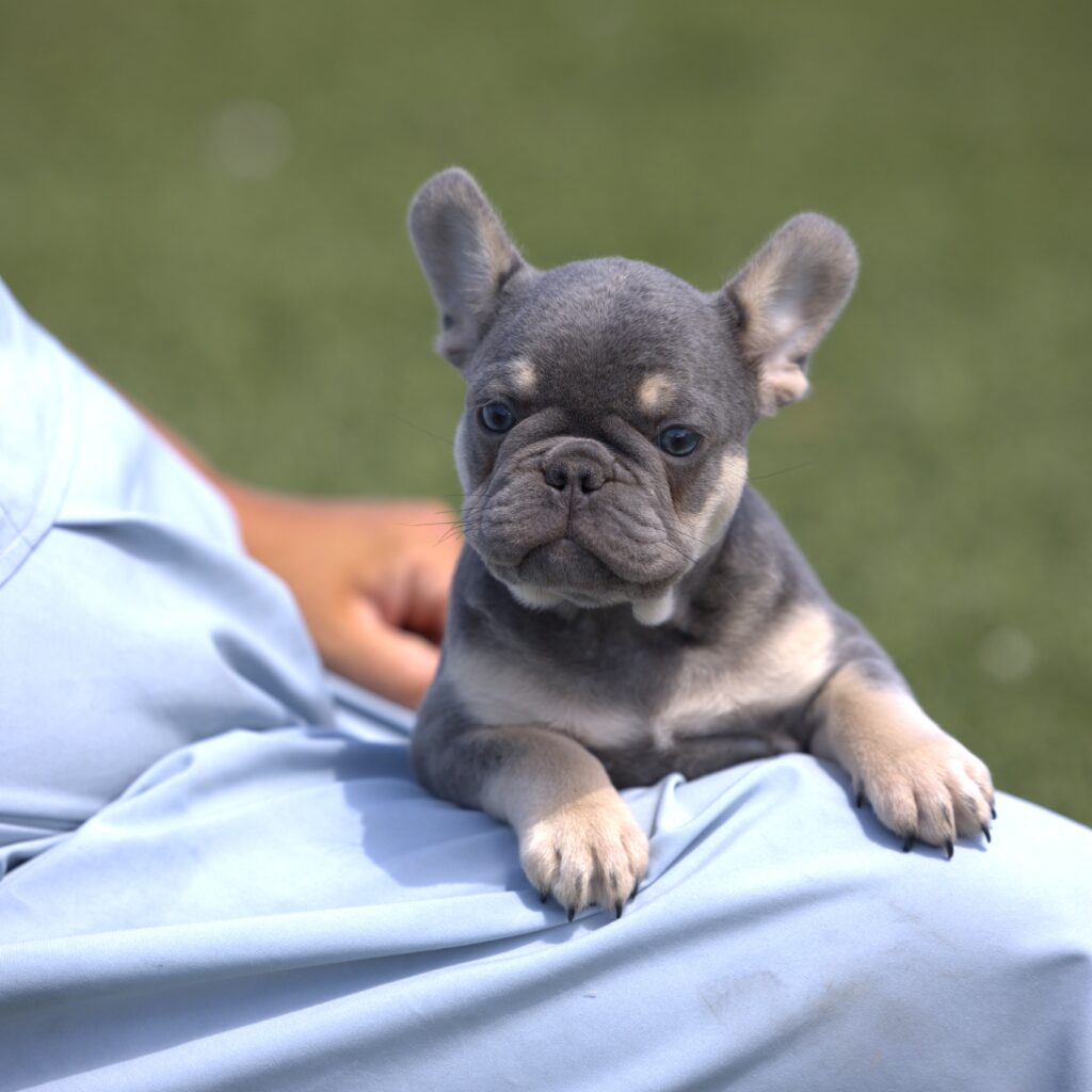 frenchie puppies for salew