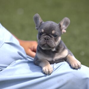 frenchie puppies for sale