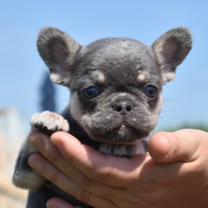 frenchie puppies pa