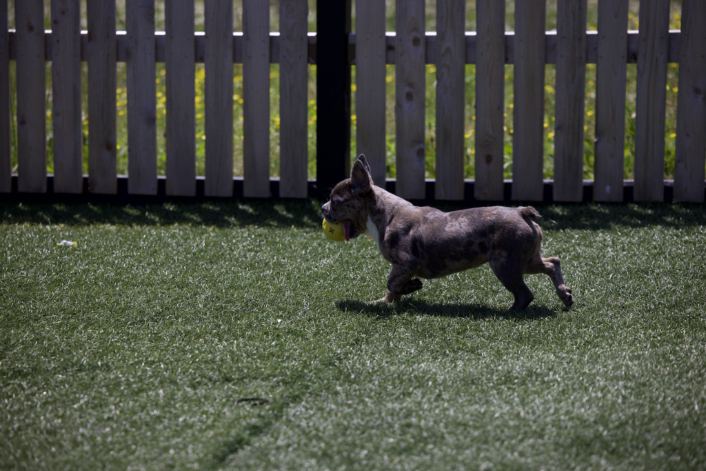 French Bulldog Adult