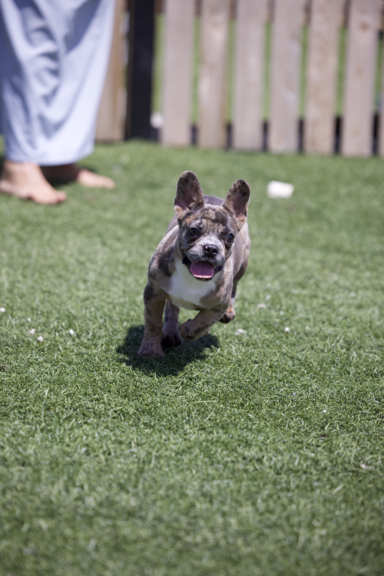 frenchie