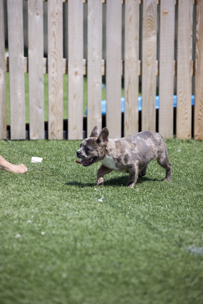 frenchie for sale
