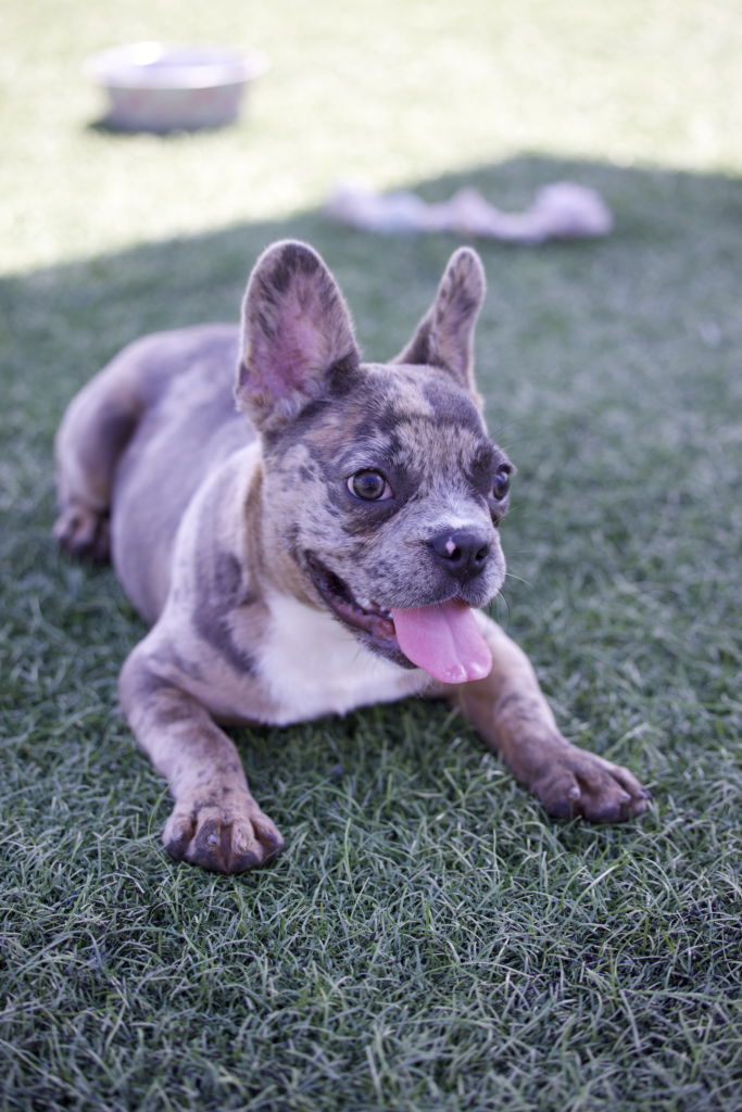 six month frenchie