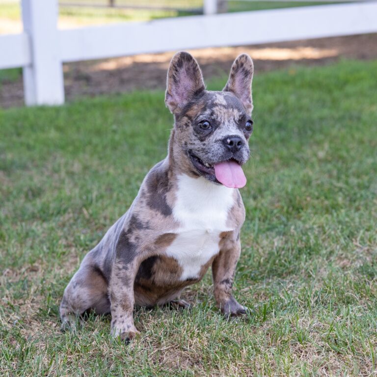 six month frenchie