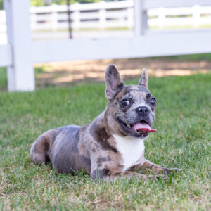 six month frenchie puppies