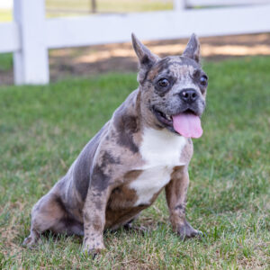 six month frenchie puppy