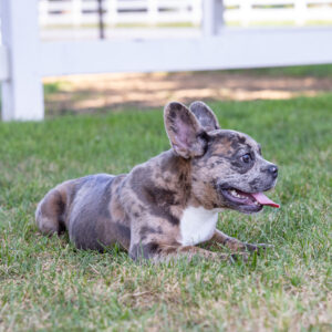 six month frenchie puppy for sale