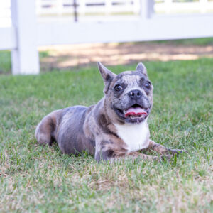 six month frenchie puppy for sale near me