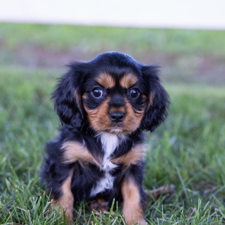 black and tan cavalier king charles spaniel