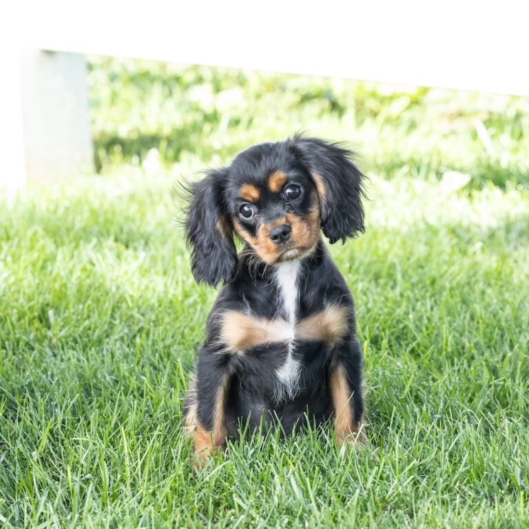black and tan cavalier king charles spaniel puppies pa