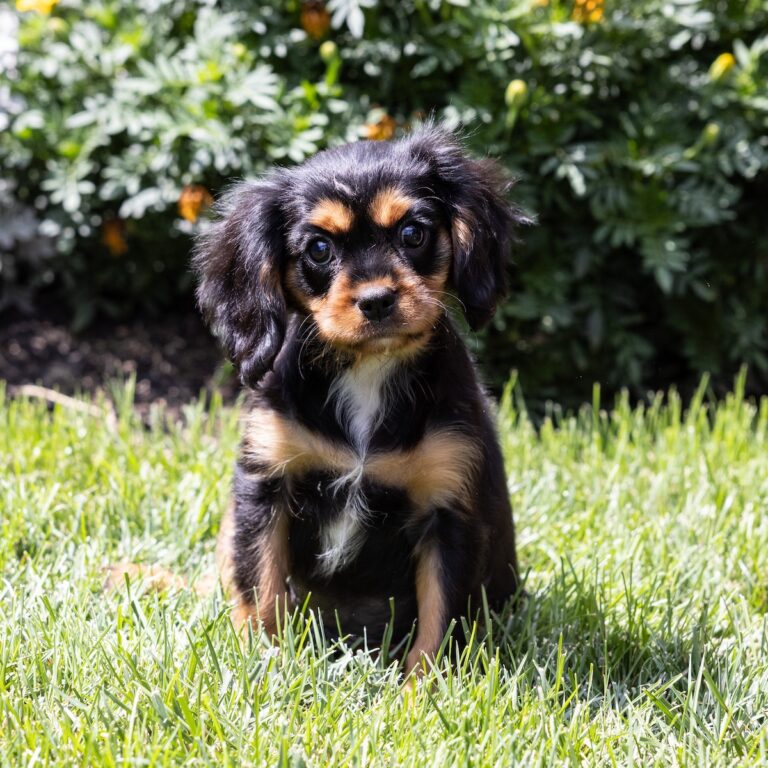 black and tan cavalier king charles spaniel puppy