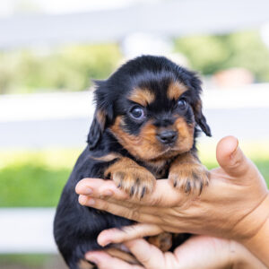 cavalier king charles spaniel