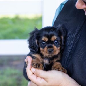 cavalier king charles spaniel