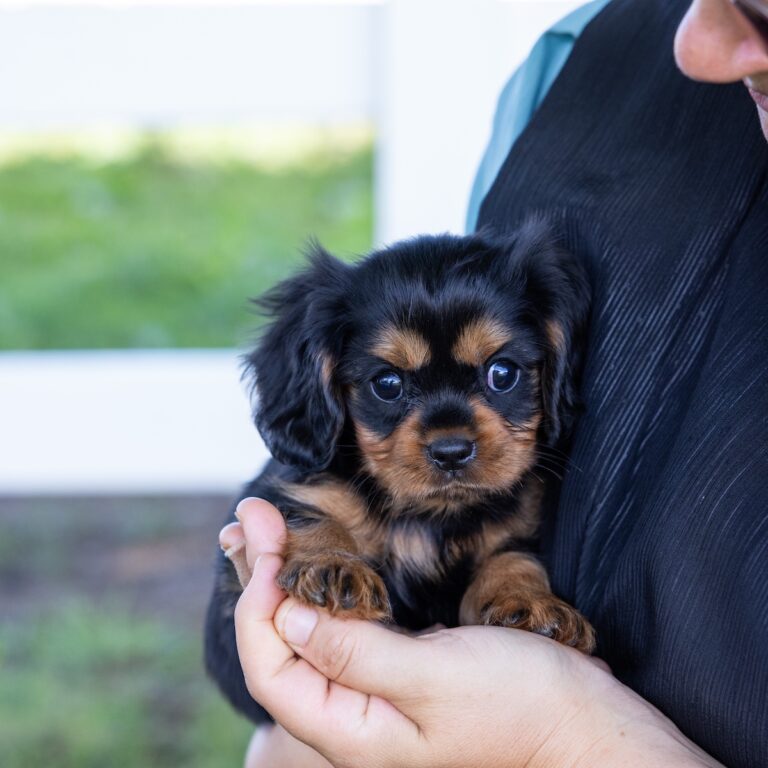 cavalier king charles spaniel