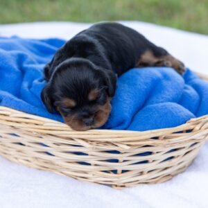 cavalier king charles spaniel