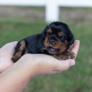 cavalier king charles spaniel breeder