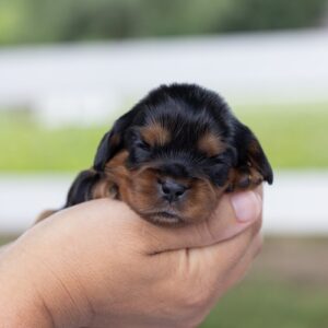 cavalier king charles spaniel breeders