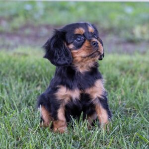 cavalier king charles spaniel for sale near me md
