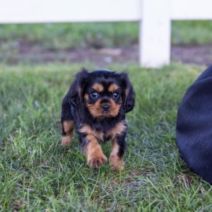 cavalier king charles spaniel for sale near me ny