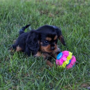 cavalier king charles spaniel for sale near me pa