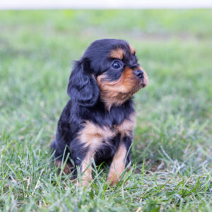 cavalier king charles spaniel puppies