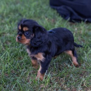 cavalier king charles spaniel puppies