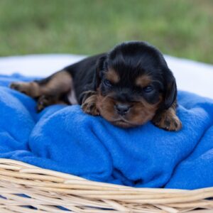 cavalier king charles spaniel puppies