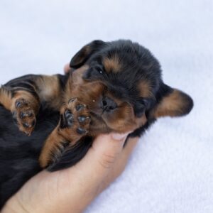 cavalier king charles spaniel puppies for sale