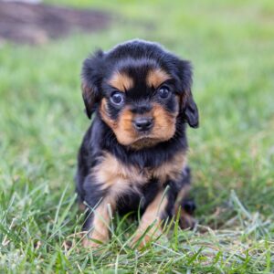 cavalier king charles spaniel puppies near me