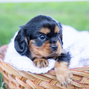 cavalier king charles spaniel puppies near me pa