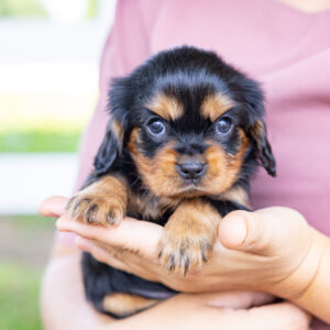 cavalier king charles spaniel puppy